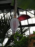 Musacees - Bananier (2) (Photo F. Mrugala)